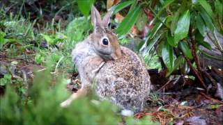 Eastern Cottontail Rabbit [upl. by Eema]