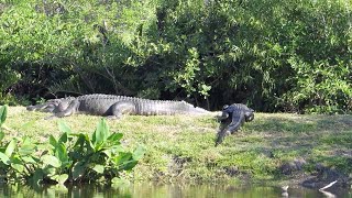 15ft Giant Alligator Spotted In Florida [upl. by Arok182]