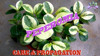 Peperomia Obtusifolia Baby Rubber Plant care and propagation [upl. by Mauricio]