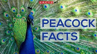 Interesting Facts About Peacocks And Peahens Or The Peafowls [upl. by Bowers]