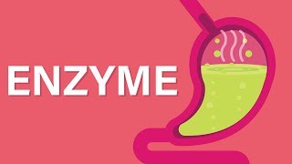 What are Enzymes [upl. by Schaab11]