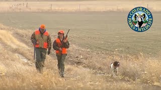 Pheasant Hunting Colorado [upl. by Nawram77]