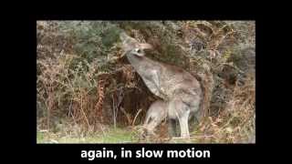 Eastern Grey Kangaroo joey climbs into mums pouch [upl. by Noivax361]