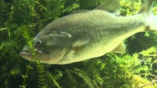 Bass Fishing for Beginners The Bass [upl. by Anneirb266]