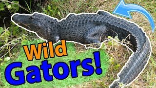 Meet the American Alligator [upl. by Borroff85]