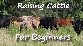 Raising Cattle for Beginners [upl. by Coletta]