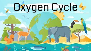 The Oxygen Cycle Explained [upl. by Adnileb]