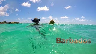 Paradise Found 7 Days of Tropical Delights in Barbados [upl. by Asselem]