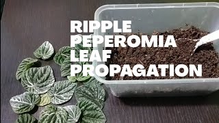 Ripple Peperomia Leaf Propagation [upl. by Volding]