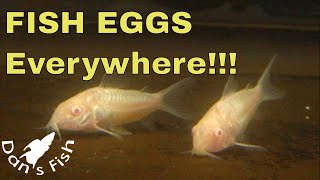 Albino Corydoras Breeding amp Raising [upl. by Nylirek]