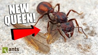 Ant Room Tour  Bigheaded Ants [upl. by Akirdnuhs]