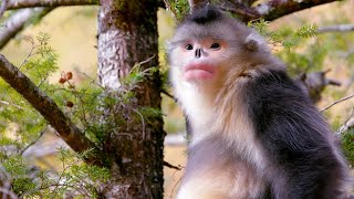 How SnubNosed Monkeys Adapted to Extreme Cold [upl. by Anits]