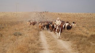 Chico Basin Ranch A Unique Brand [upl. by Burwell]