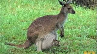 Kangaroo Kids Joeys at Brookfield Zoo [upl. by Rodl795]