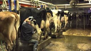 Milking time at Mosnang Holsteins [upl. by Ahsehat236]