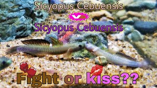 Sicyopus Cebuensis Fighting [upl. by Eniluqaj600]