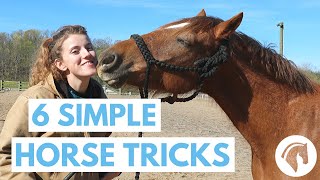 How to Teach Your Horse Tricks 6 Simple Tricks [upl. by Melba]