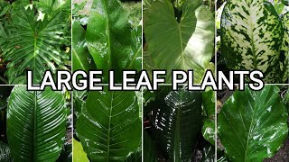 Large Leaf Plants  Decorative Plants Philippines [upl. by Penrose]