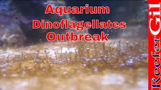 How To Treat DinoflagellatesSaltwater Aquarium [upl. by Merrick359]