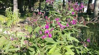 Ironweed Vernonia  A large plant with as much to offer [upl. by Notgnirrac]