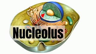 What is the nucleolus [upl. by Nyrol678]