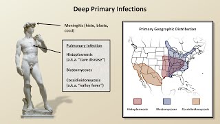 An Overview of Fungal Infections Fungal Infections  Lesson 2 [upl. by Anawk]