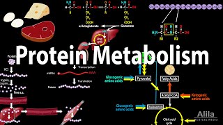 Protein Metabolism Overview Animation [upl. by Demmer]