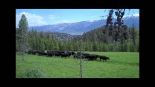 Montana Ranching Raising Family and Beef Part One [upl. by Ellingston634]