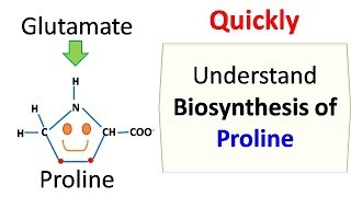 Proline Biosynthesis [upl. by Llehsor]