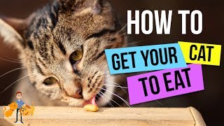 How To Get a Cat to Eat  13 Steps to GUARANTEED Success  Cat Health Vet Advice [upl. by Ier]