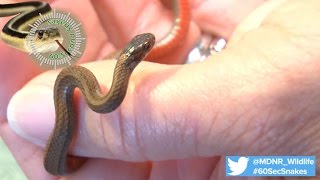 60Second Snakes Northern Redbellied Snake [upl. by Urbano]