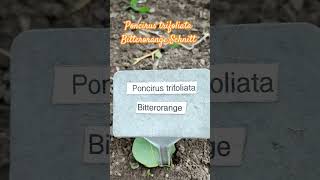 Poncirus trifoliata Bitterorange Schnitt [upl. by Clarkson]