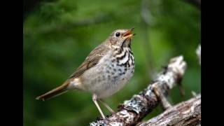 Hermit Thrush Morning Song [upl. by Amalie37]