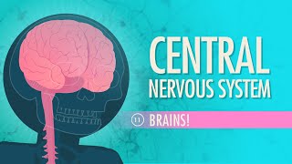 Central Nervous System Crash Course Anatomy amp Physiology 11 [upl. by Lucinda39]