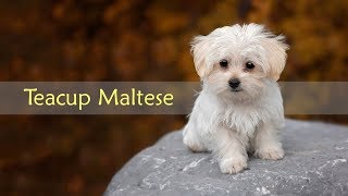 Teacup Maltese – Dog Breed Information On The Toy Maltese [upl. by Iatnwahs]