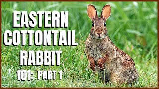 Eastern Cottontail Rabbit 101 Part 1 [upl. by Gillman557]