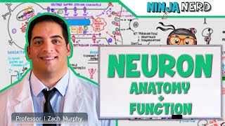 Neurology  Neuron Anatomy amp Function [upl. by Ric]