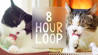 🎧 ASMR Cats Grooming 87 8 hour loop [upl. by Novihs648]