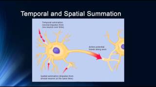 Synapses and Synaptic Potentials [upl. by Ainahpets843]