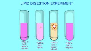 lipid digestion experiment [upl. by Nnaeirelav]