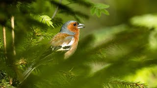 Beautiful Chaffinch singing in a late spring forest  Bird song [upl. by Nerhtak]