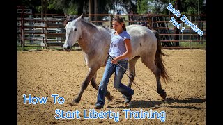 How To Start Liberty Training With Your Horse Basic Exercises Part 1 [upl. by Bellaude]