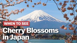 When to See Cherry Blossoms in Japan [upl. by Htebizile644]