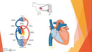 SISTEMA CIRCULATORIO EN LOS ANIMALES [upl. by Mast]