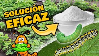 Elimina ORUGAS Y GUSANOS de las Plantas 🐛 INSECTICIDA ORGÁNICO Casero y Repelente de Plagas [upl. by Anyk302]