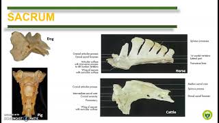 Comparative Anatomy Vertebrae Ribs and Sternum [upl. by Frannie]