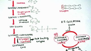 Glycogenesis [upl. by Hayward]