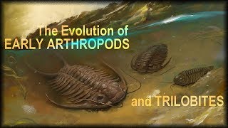 Evolution of early Arthropods [upl. by Inajar211]