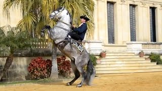 The Andalusian Horse [upl. by Fons]