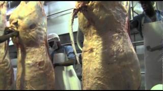 Abattoir  The slaughtering process [upl. by Grishilde]